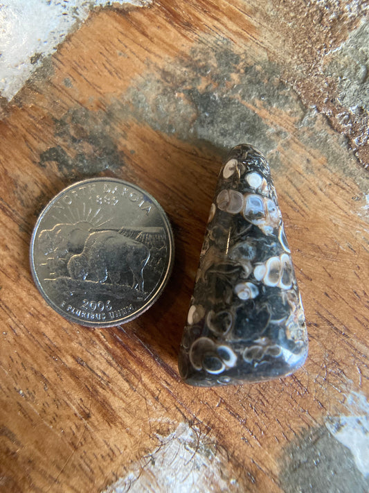 Turritella Agate Cabochon