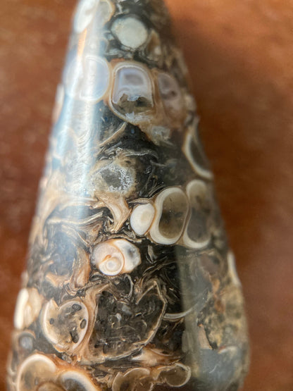 Turritella Agate Cabochon